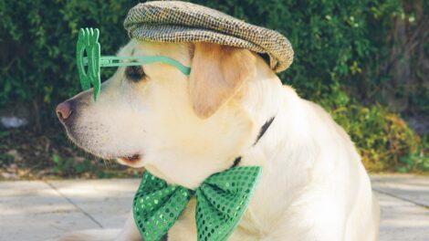 Yellow Labrador retriever (dog) dressed up with green glasses, green bow tie and hat for St. Patrick's day.
